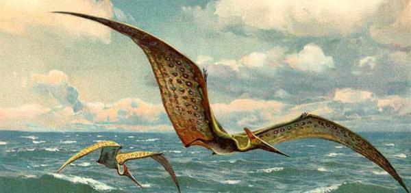 pteranodon