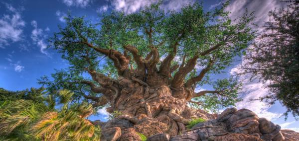 baobab