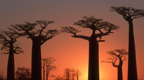 baobabi