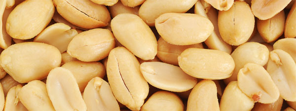 orechi-arachis
