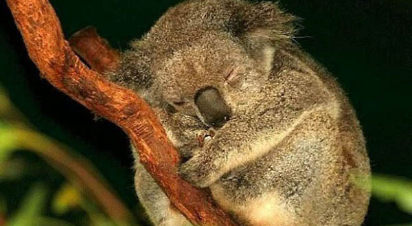 koala