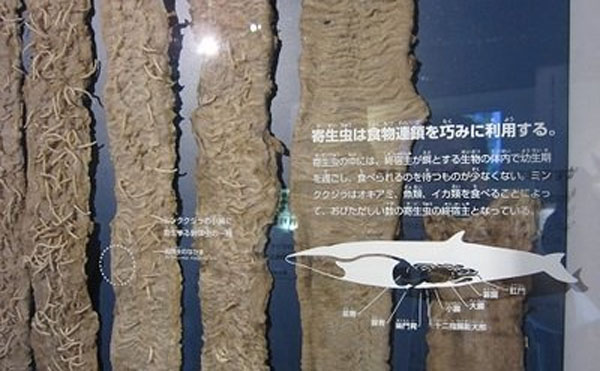 muzei-mira-5