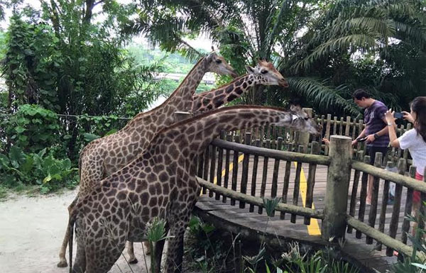 1000factsru-Singapore-18