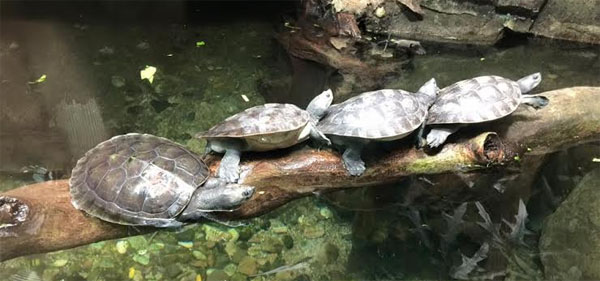Singapore-13